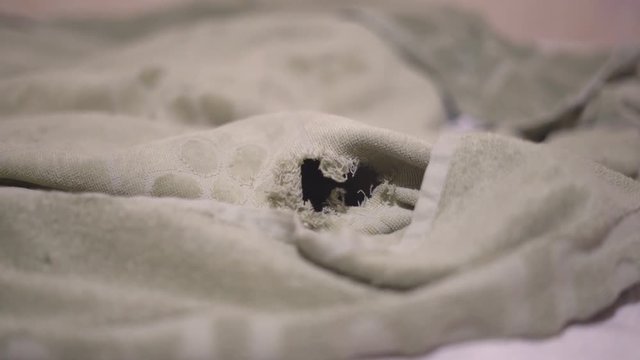 A funny domestic rat gnawed a hole in the blanket. A mouse snout from the burrow. Home porter of the black color goes to the intelligence from the house.