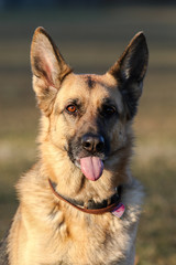 German Shepherd Sticking out Their Tongue