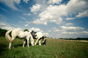 Fototapeta premium Welsch Mountain Pony
