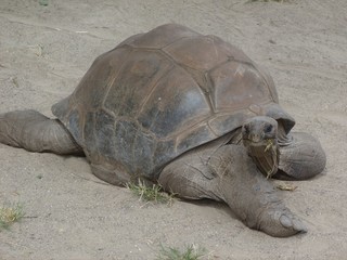 Ile Maurice tortue géante