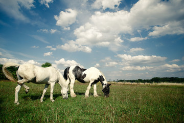 Welsch Mountain Pony