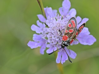 Esparsettenwidderchen (Zygaena carniolica) auf Acker-Witwenblume (Knautia arvensis)