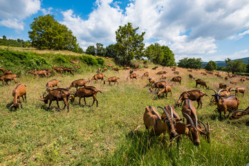 Troupeau de chèvres au pâturage.