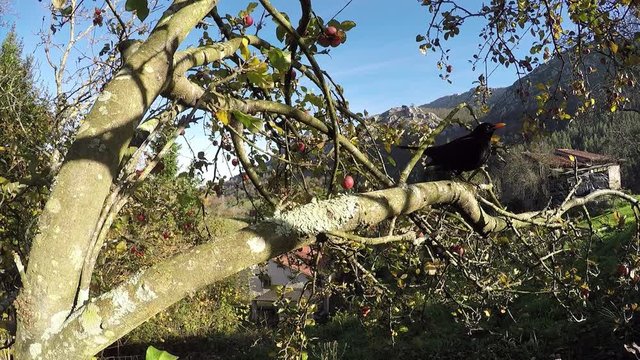 Tordus merula en la rama de un manzano
