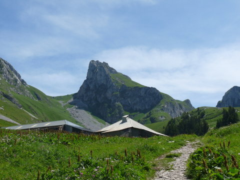 dent d oche