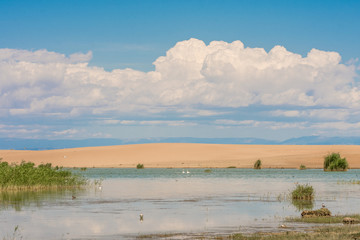 amazing lake surrounded by green plants at sunny day 
