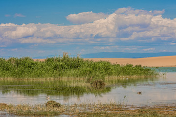 amazing lake surrounded by green plants at sunny day 
