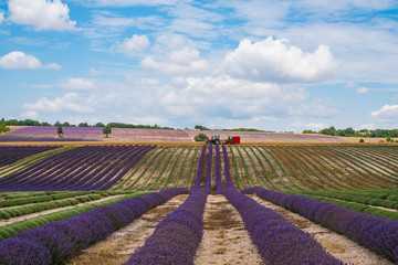 Fototapeta na wymiar Récolte de lavande. Provence, France.