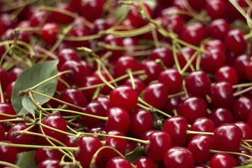 Ripe cherries with stem and leaves, berry Burgundy background