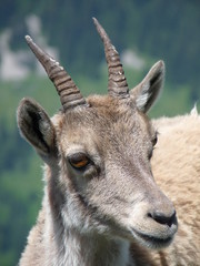 bouquetin a la dent d oche