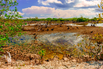 Swamp in the West Bay district in the Caribbean, at the dry season, Grand Cayman, Cayman Islands