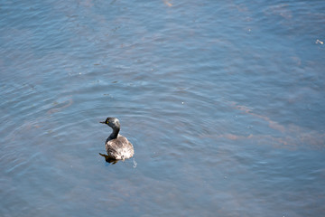 A lesser scaup in Aransas Wildlife Refuge foraging for lunch in a marsh.
