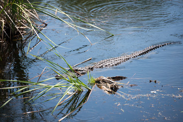 An alligator moving through the marsh at Aransas Wildlifre Refuge, Texas.