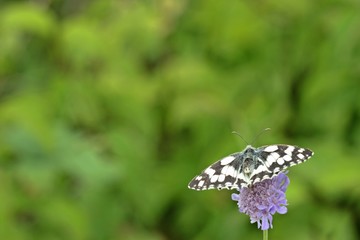 Schachbrettfalter (Melanargia galathea) auf Acker-Witwenblume (Knautia arvensis)