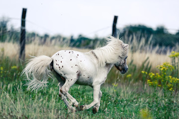 Obraz na płótnie Canvas Kulani Deutsches Part-Bred Shetland Pony