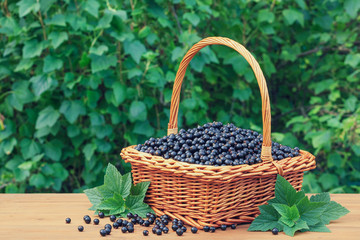 Fototapeta na wymiar Fresh black currant in a basket on wooden table in garden