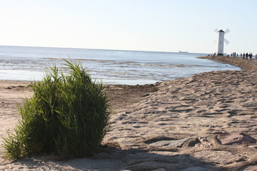 Pflanzen an der Küste © Inka
