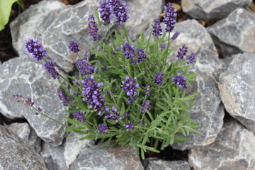 Lavendel zwischen Steinen