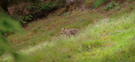 on my way, cute wolf puppy walking through deep gras