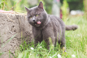 Naklejka na ściany i meble Gray cat in the grass stuck out his tongue