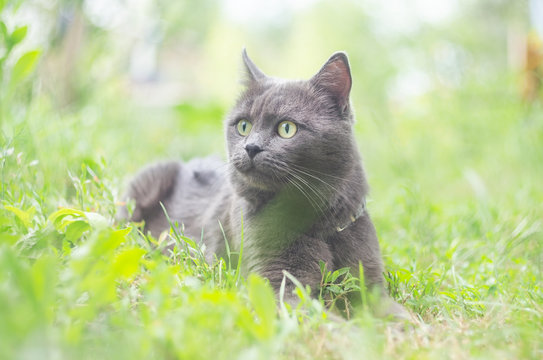 Portrait of a gray cat in the grass