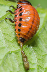The larva of the Colorado beetle defecated on a potato leaf