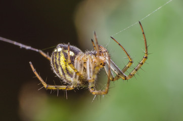 Spider hanging on a cobweb on a green background