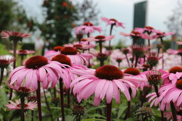 rosa Blumen auf der IGA