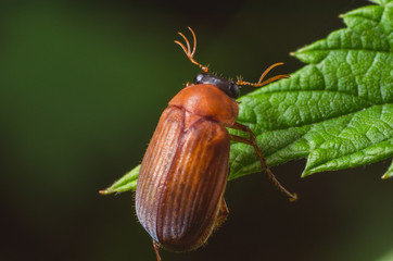 Brown beetle on a green leaf