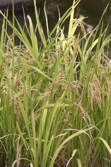 秋の稲穂(福岡県)