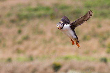 British Puffin Seabird (Fratercula arctica) from Skomer Island, Pembrokeshire, Wales UK