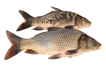 mirror and scaly carp on a white background