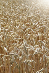 Getreidefeld in Sommersonne
