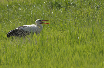 White Stork ( Ciconia ciconia )