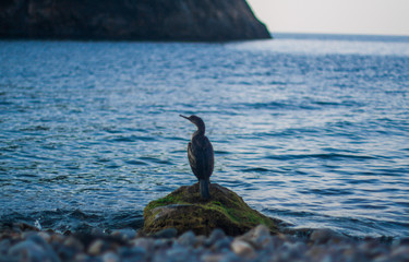 Beautiful seascape with rocks and cormorant, sunset on the beach, selective focus, Black sea