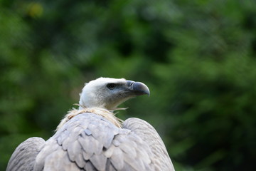 the look, mighty vulture looking strange