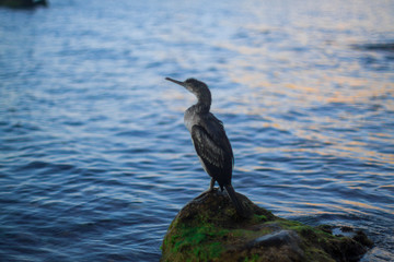 Beautiful seascape with rocks and cormorant, sunset on the beach, selective focus, Black sea