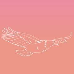 Hand-drawn pencil graphics, vulture, eagle, osprey, falcon, hawk, scavenger, condor, karkar, kite.Engraving, stencil style. Bird predator.Logo,sign,emblem,symbol Stamp,seal. Simple illustration Sketch - 163974577