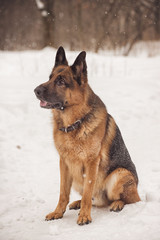 German shepherd sitting on the snow in the Park