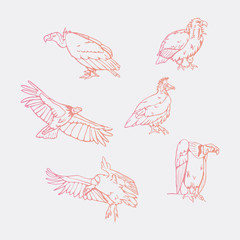 Hand-drawn pencil graphics, vulture, eagle, osprey, falcon, hawk, scavenger, condor, karkar, kite.Engraving, stencil style. Bird predator.Logo,sign,emblem,symbol Stamp,seal. Simple illustration Sketch