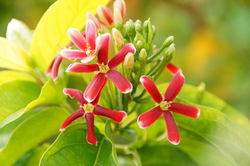 rote Sternchenblume