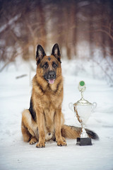 German shepherd sitting with a Cup on a winter day in a forest