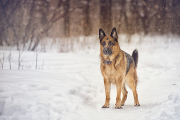 A German shepherd stands in the snow in Park at winter day during a snowfall