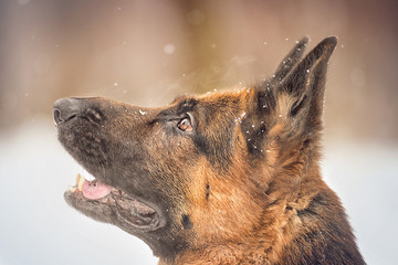 Dog breed German shepherd on the background of the winter forest black and white image