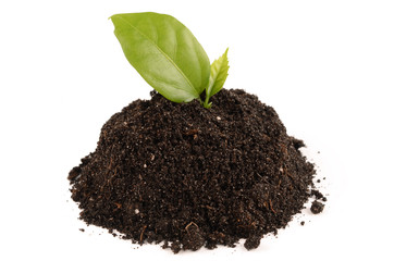 green sprout
