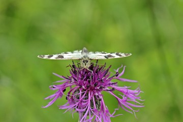 Frontalansicht eines Schachbrettfalters (Melanargia galathea) auf Skabiosen-Flockenblume mit Käfer auf dem Flügel
