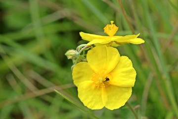 Gelbes Sonnenröschen (Helianthemum nummularium)