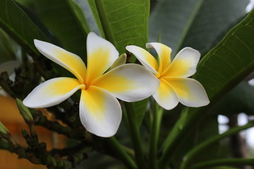 Frangipani