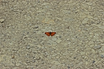 C-Falter (Polygonia c-Album) auf dem Weg
