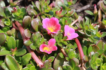 bl&uuml;hende Steinpflanze
